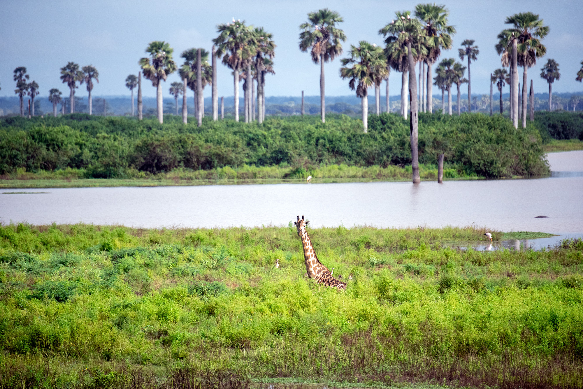 Safari en Tanzania