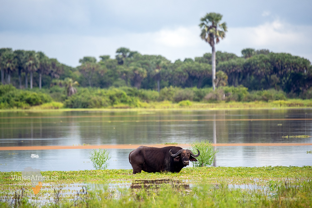 Experiencia de safari guiado por expertos en el Parque Nacional Nyerere