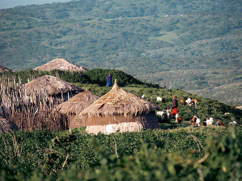 Poblado masái en el Área de Conservación del Ngorongoro durante una experiencia cultural en Tanzania.