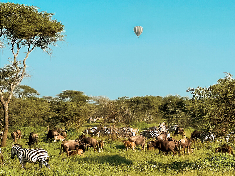 Globo aerostático sobre la fauna del Serengeti durante una experiencia en Tanzania