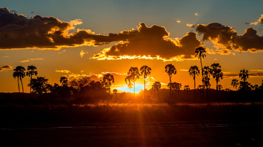 Atardecer en el Parque Nacional Ruaha, Tanzania, con palmeras recortadas sobre el cielo