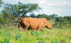 Rinoceronte en la reserva privada de Otjiwa, Namibia