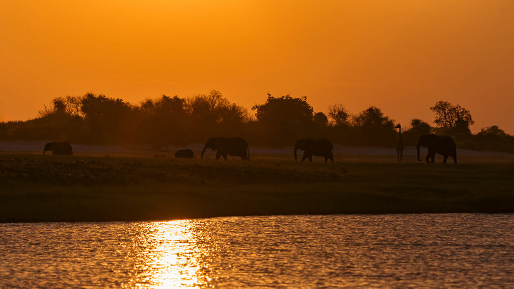 Elefantes junto al río Chobe al atardecer en el Parque Nacional de Chobe, Botswana