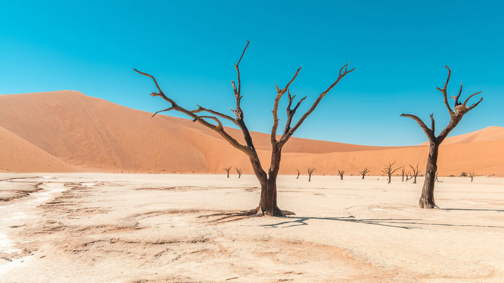 Árboles secos de Deadvlei junto a las dunas de Sossusvlei en el desierto del Namib, Namibia.