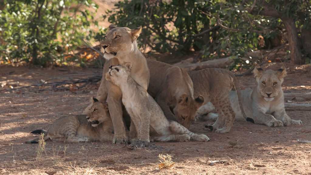 Leona con crías en el Parque Nacional Etosha, Namibia, durante un safari.