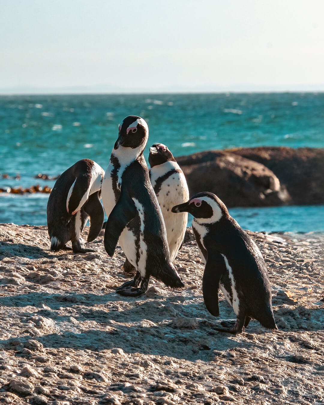 Pingüinos africanos junto al mar durante un viaje a Sudáfrica