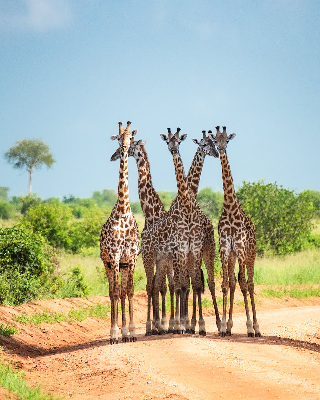 Grupo de jirafas en un camino durante un safari en Tanzania
