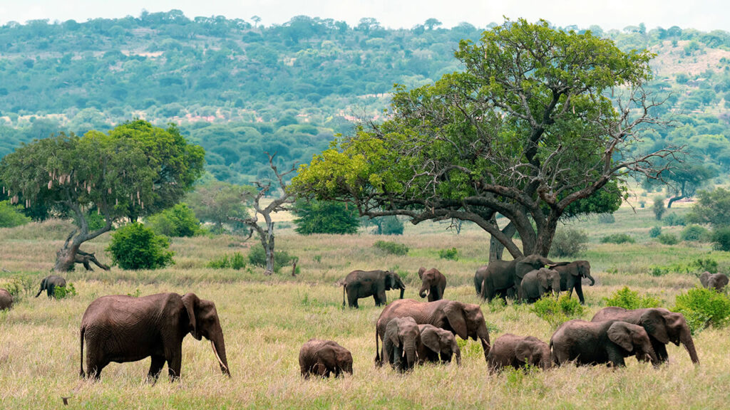 Elefantes en el Parque Nacional Tarangire, Tanzania