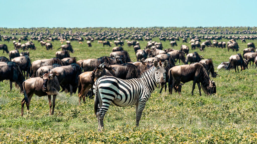 Cebras y ñus durante la Gran Migración en el Serengeti, Tanzania