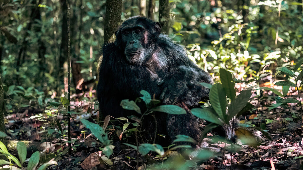 Chimpancé en el bosque de Kibale durante un viaje a Uganda