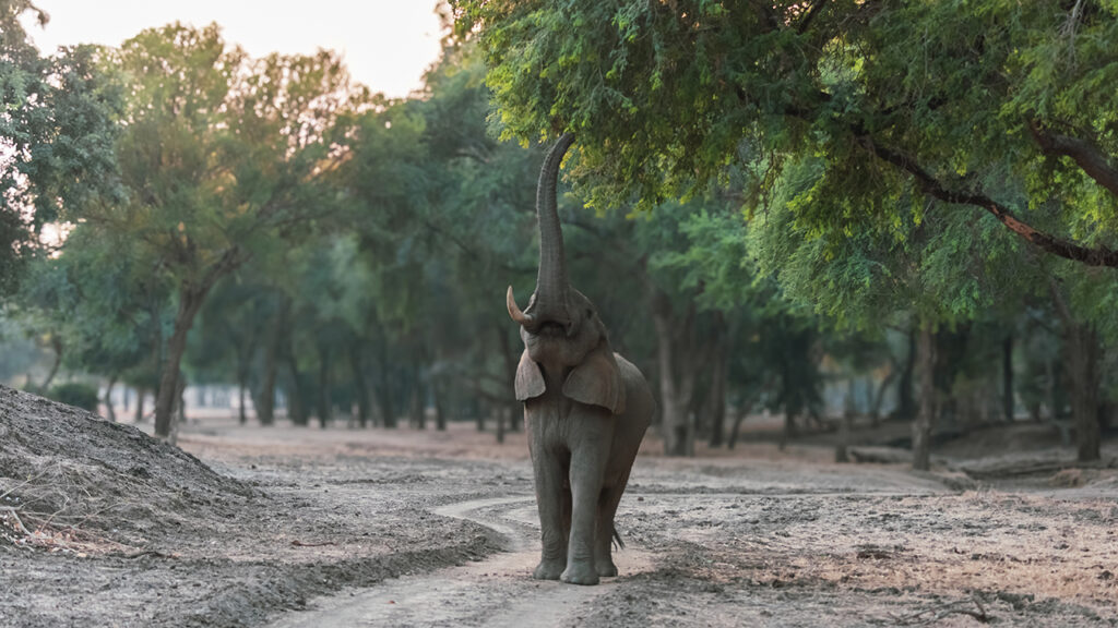 Elefante en Mana Pools durante un safari en Zimbabue