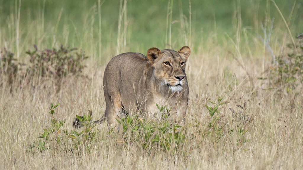 Leona entre la vegetación durante un safari en el Parque Nacional Hwange, Zimbabue