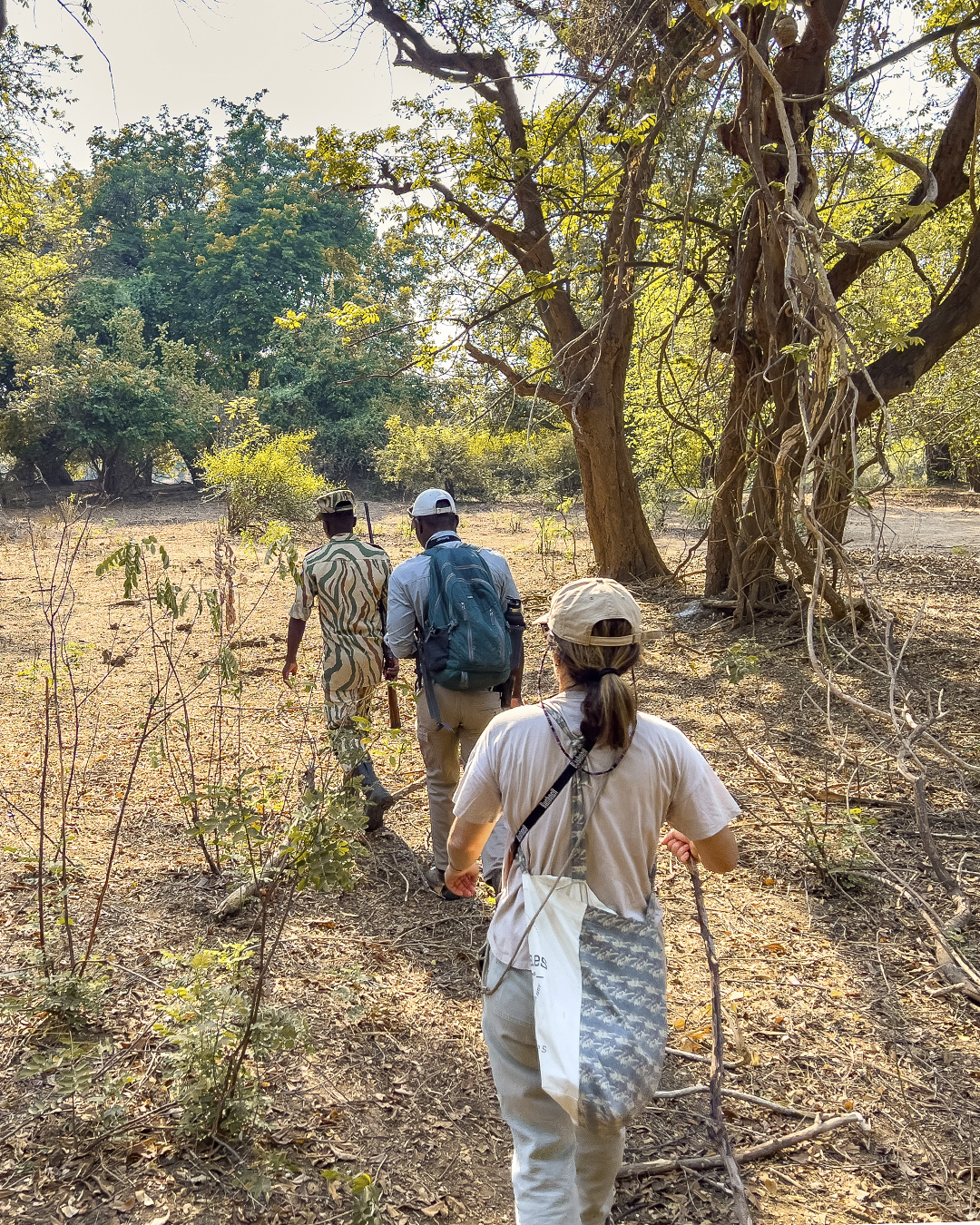 Safari a pie con guías durante un viaje a Zimbabue
