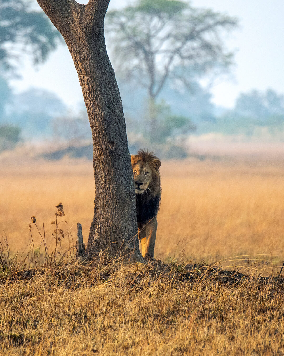 León entre la vegetación durante un safari en Zambia
