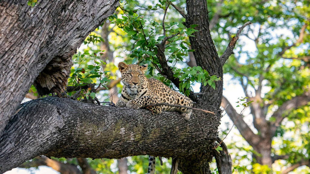 Leopardo descansando sobre un árbol en el Parque Nacional South Luangwa, Zambia