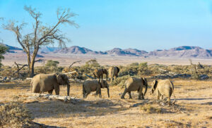 Elefantes del desierto en Damaraland durante ruta por Namibia