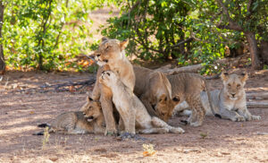 Leona con sus cachorros en el Parque Nacional Etosha durante safari en Namibia