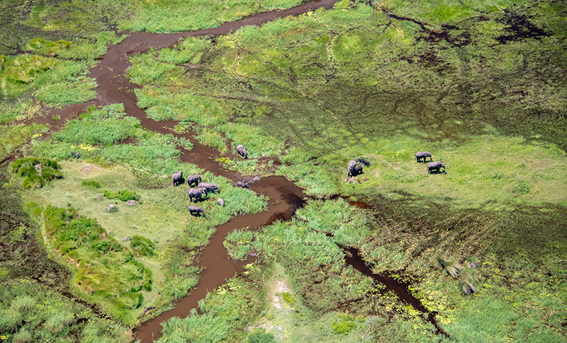 Vista aérea del Delta del Okavango con animales