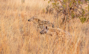 Encuentro con hienas en Zambia durante un safari