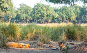 leona y sus cachorros durante un safari en Zambia