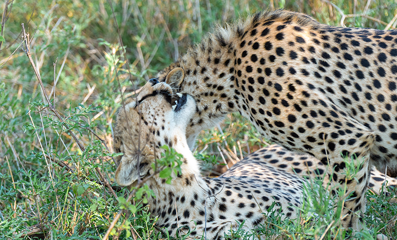 Guepardos en el Serengeti durante un safari en Tanzania