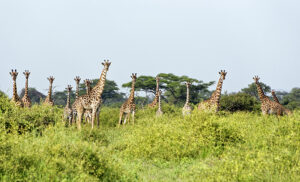 jirafas en el Parque Nacional Tarangire