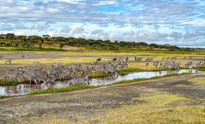 La Gran Migración en Serengeti