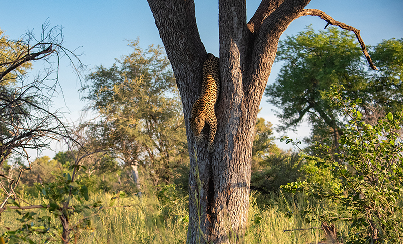 Leopardo en un árbol durante un safari en Botswana