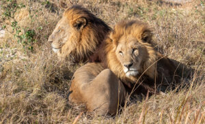 Leones en safari en Botswana