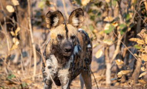 Perro Salvaje de safari en Botswana