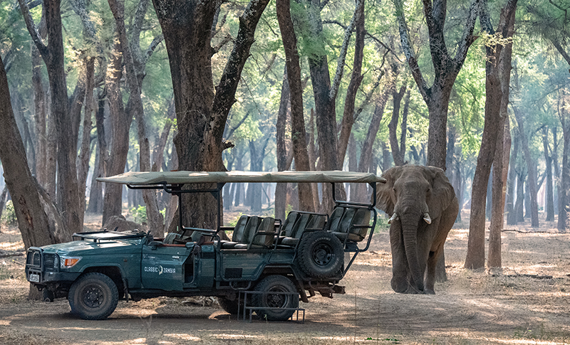 Elefante junto a vehículo de safari en Zambia