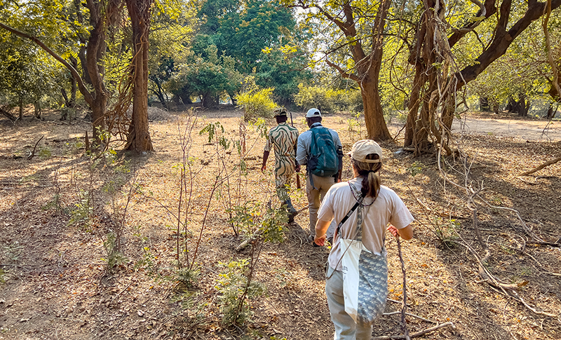 Walking safari en Zambia con guía