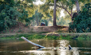 Hipopótamo y elefante entre la vegetación junto al río en Lower Zambezi, Zambia, en junio.