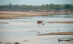 Hipopótamo cruzando el río en Lower Zambezi, Zambia, durante la estación seca en noviembre.