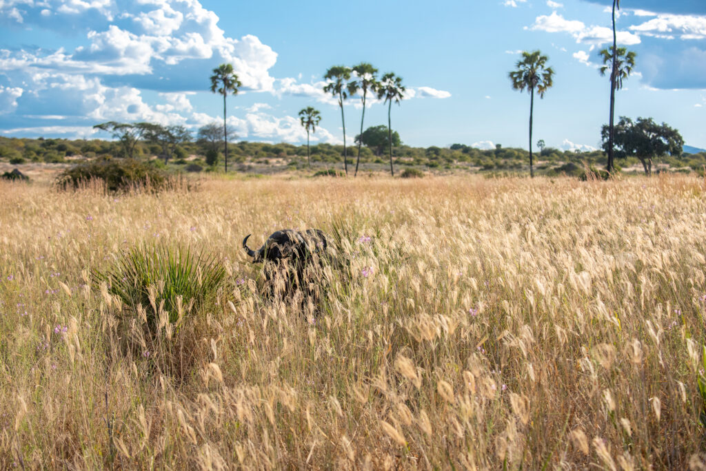 Búfalo entre la hierba alta durante un safari en África, con palmeras y paisaje abierto de sabana.