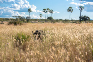 Búfalo entre la hierba alta durante un safari en África, con palmeras y paisaje abierto de sabana.