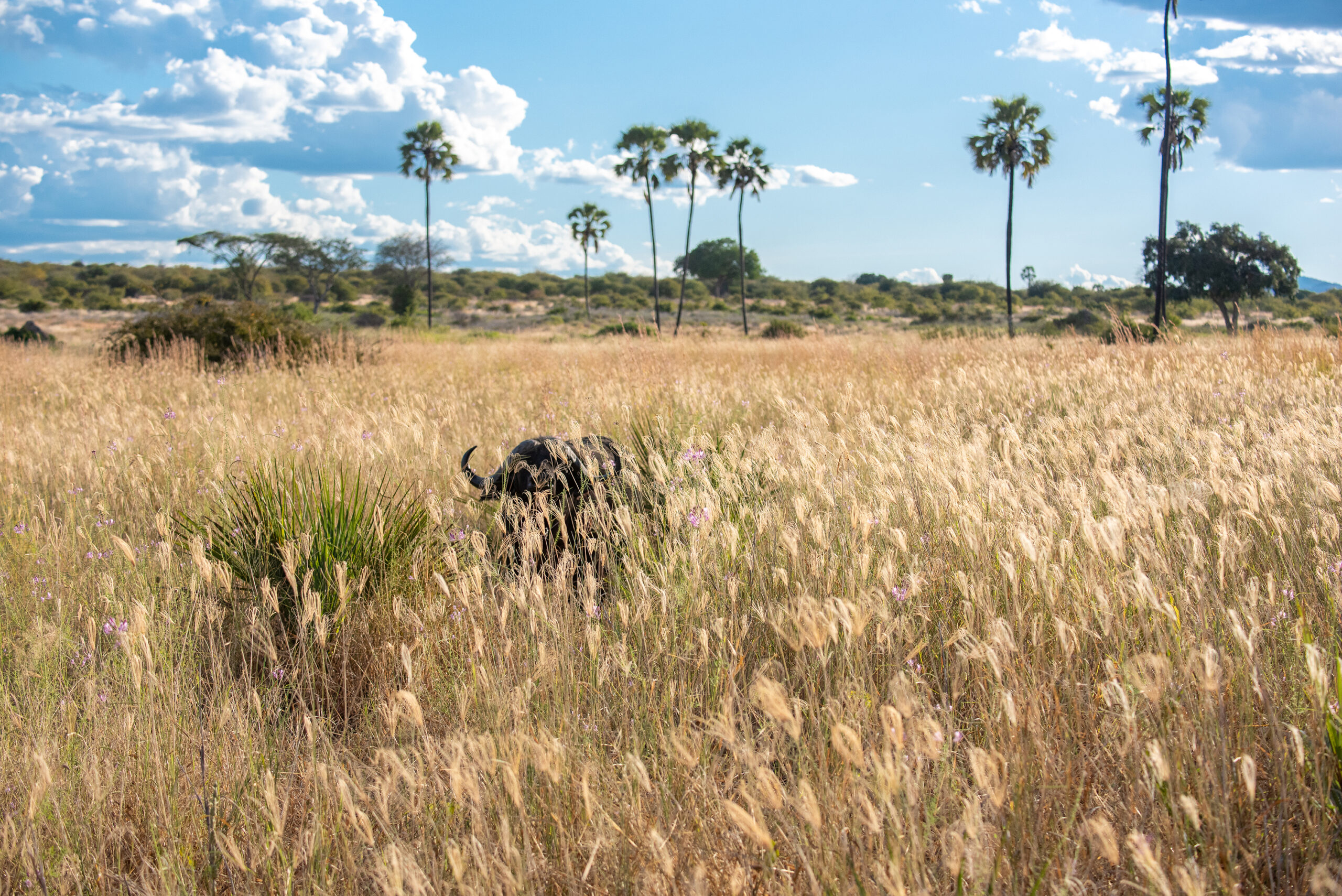 Búfalo entre la hierba alta durante un safari en África, con palmeras y paisaje abierto de sabana.