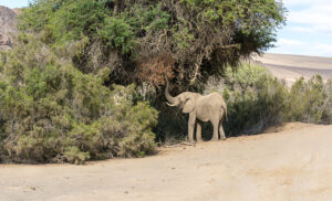 Elefante adaptado al desierto en la Costa de los Esqueletos, Namibia