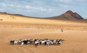 Ganado Himba en el paisaje desértico de Serra Cafema, Namibia