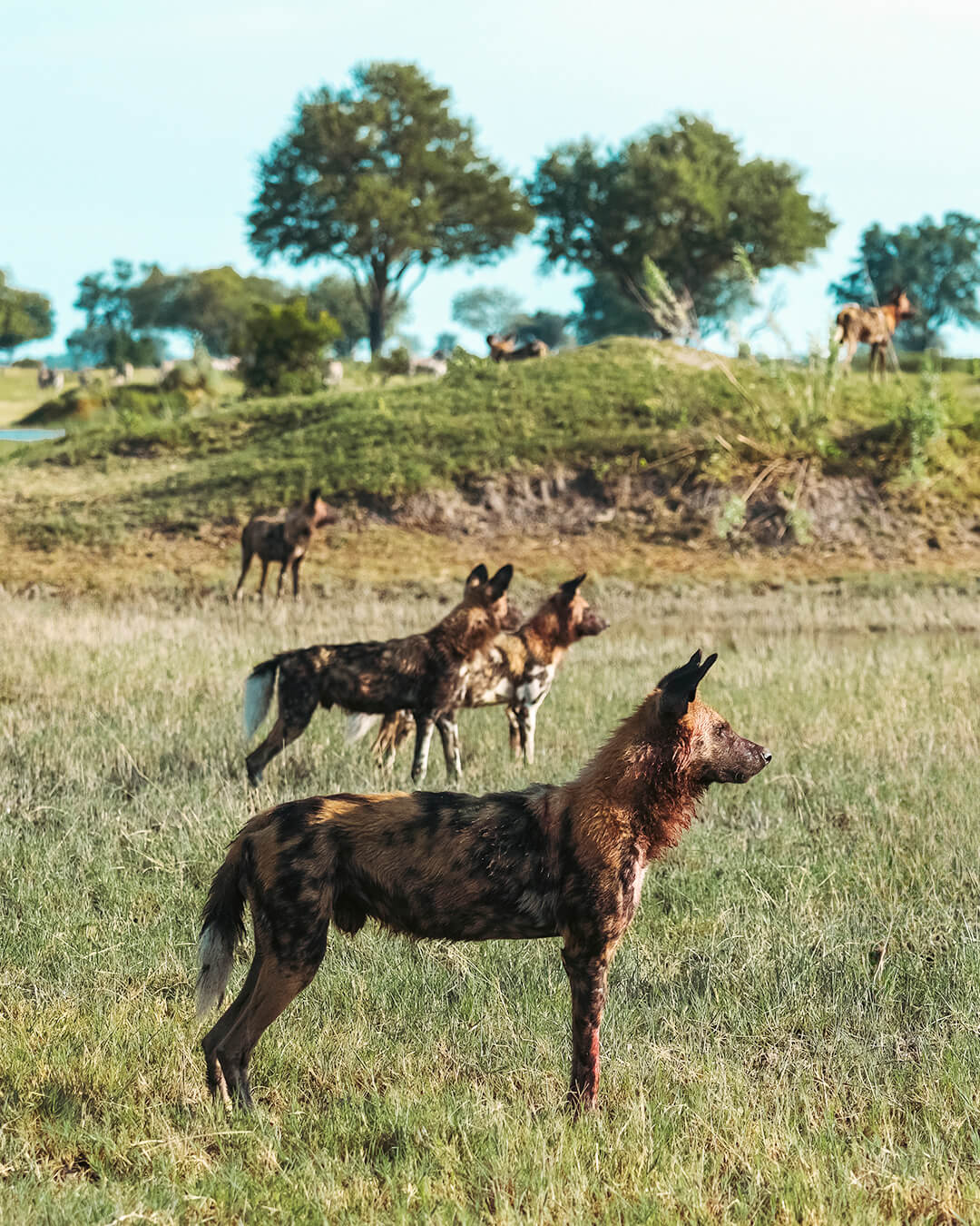 Perros salvajes africanos en Botswana durante un safari a medida en África