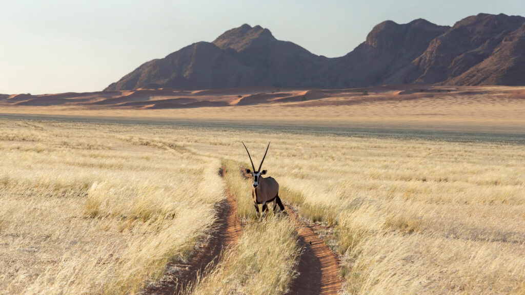 Órix sobre una pista en el desierto del Namib, durante un viaje en 4x4 por Namibia