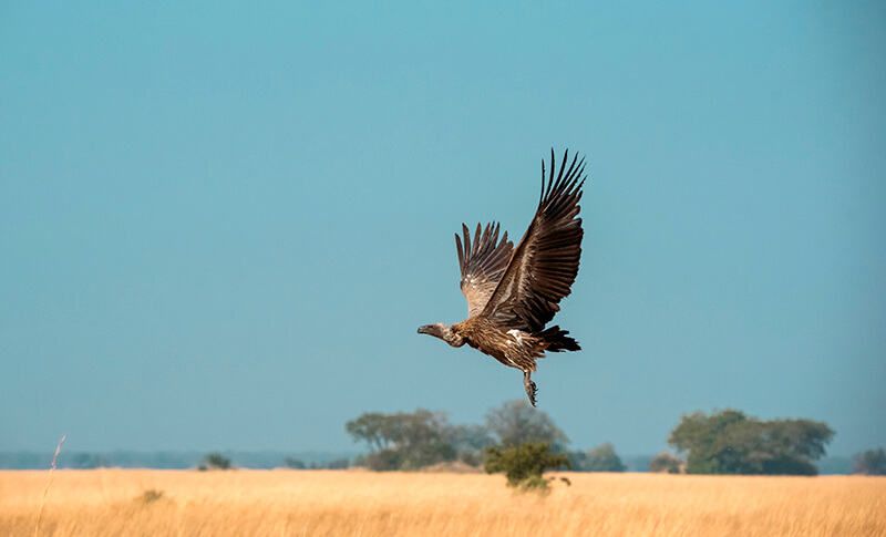 Buitre en vuelo durante un safari en Zimbabue