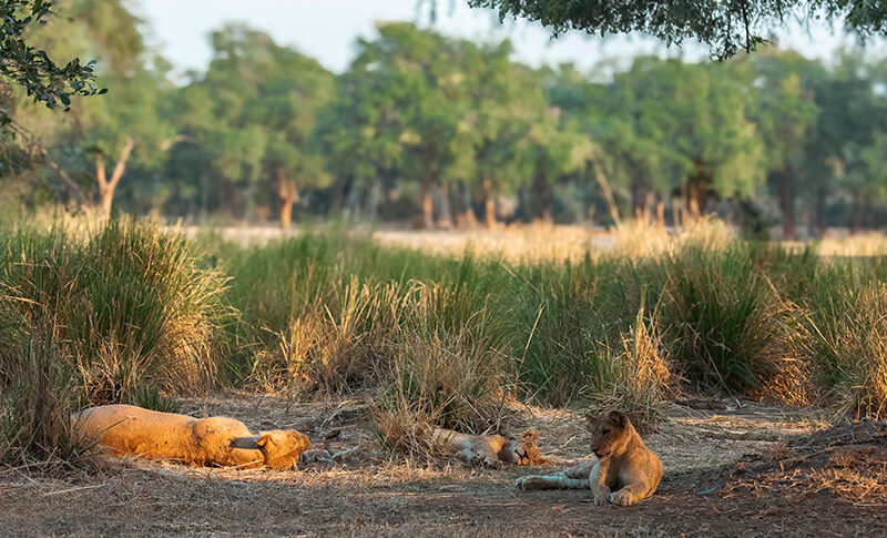 Leona con crías durante un safari en Zimbabue