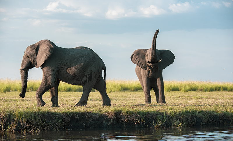 Dos elefantes en la orilla del río Chobe, uno caminando y otro con la trompa levantada